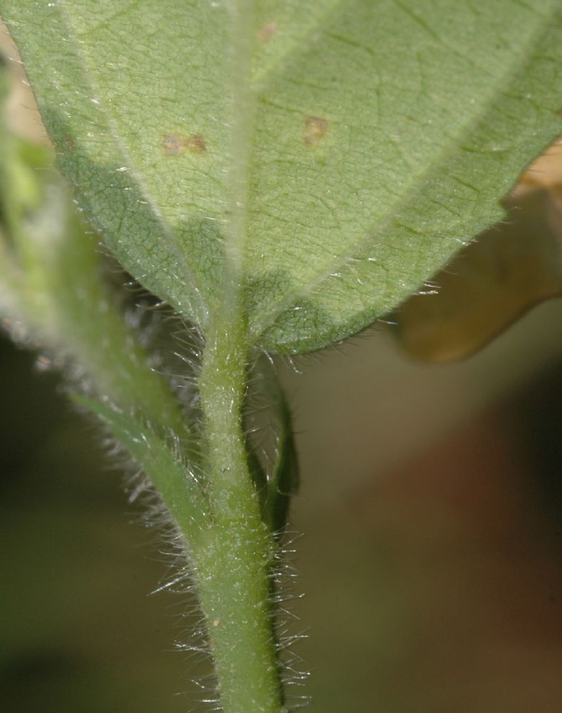 Malvaceae Sida 