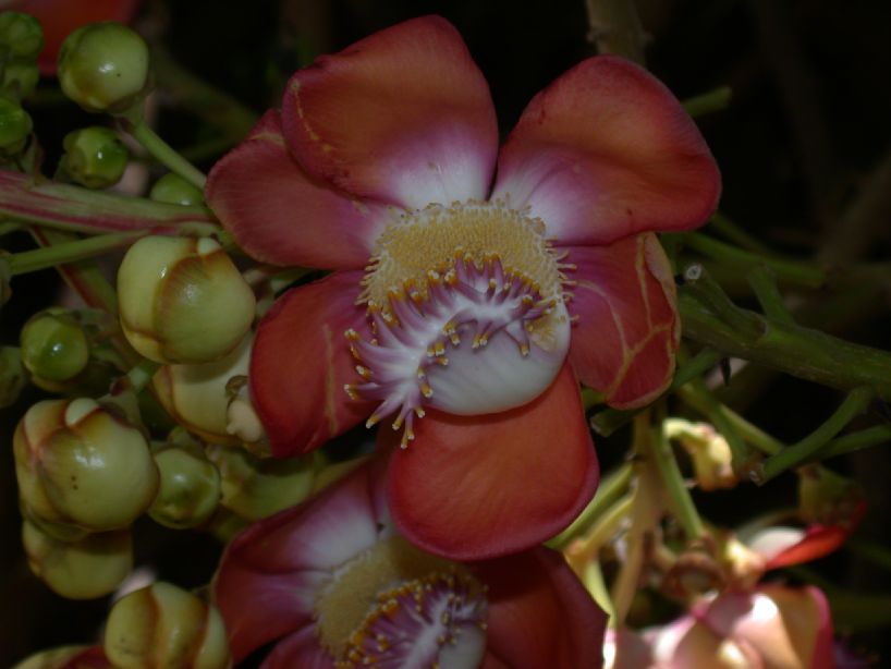 Lecythidaceae Couroupita guianensis