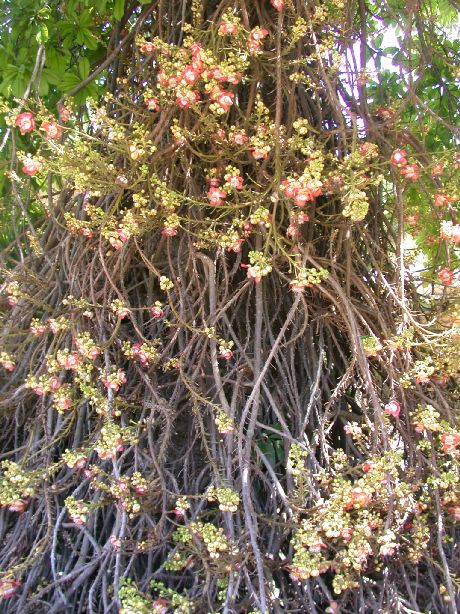 Lecythidaceae Couroupita guianensis