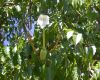 image of Dolichandrone spathacea