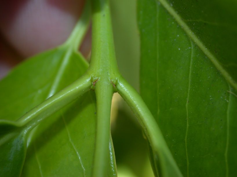 Celastraceae Elaeodendron quadrangulatum