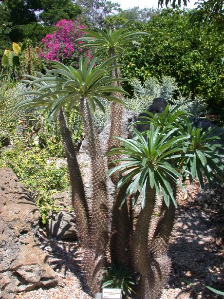 Apocynaceae Pachypodium lamerei