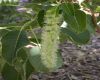 image of Phytolacca dioca
