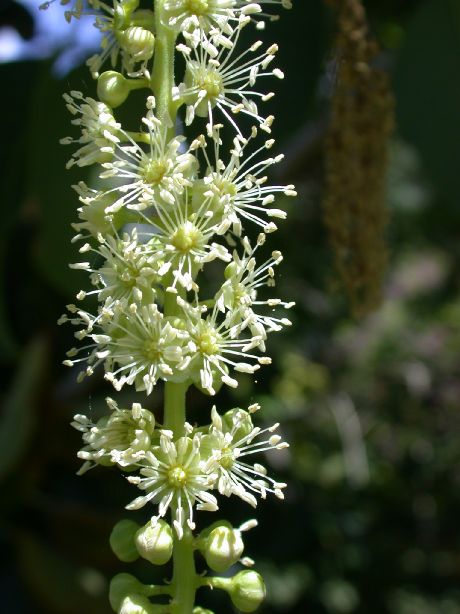 Phytolaccaceae Phytolacca dioca
