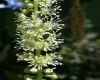 image of Phytolacca dioca
