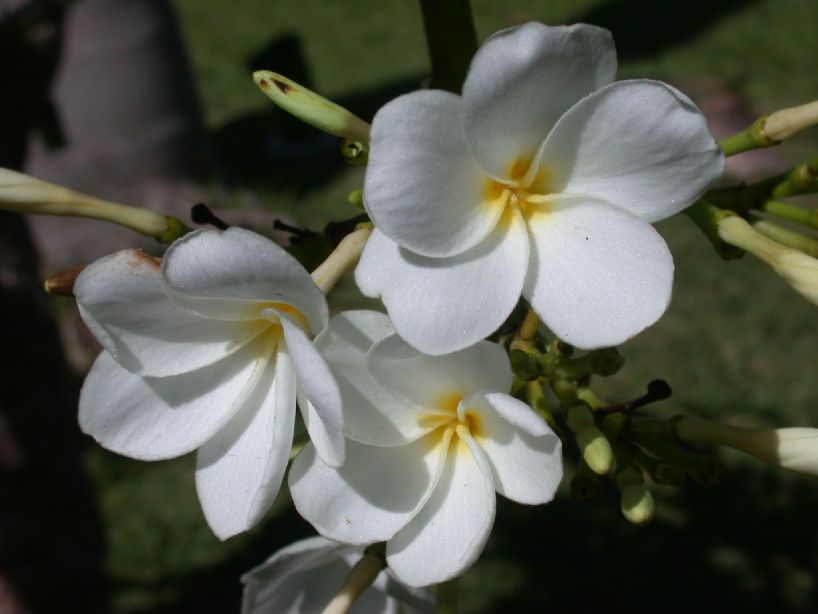 Apocynaceae Plumeria rubra