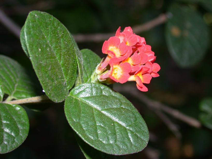 Rubiaceae Rondeletia odorata