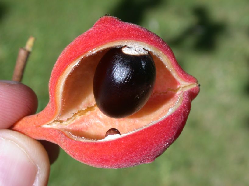 Sterculiaceae Sterculia ceramica