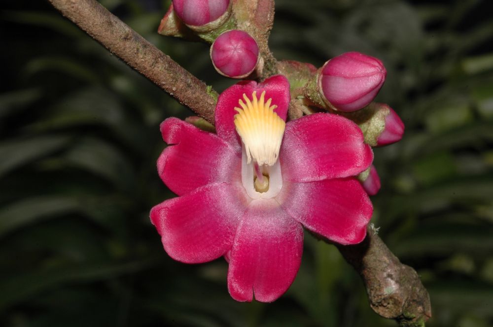 Melastomataceae Topobea parasitica