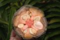 image of Zamia 