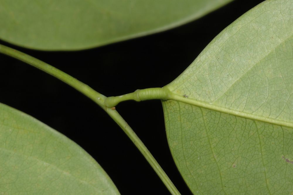 Lepidobotryaceae Ruptiliocarpon caracolito