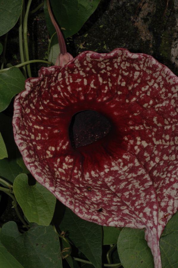 Aristolochiaceae Aristolochia grandiflora