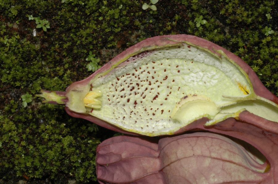 Aristolochiaceae Aristolochia grandiflora