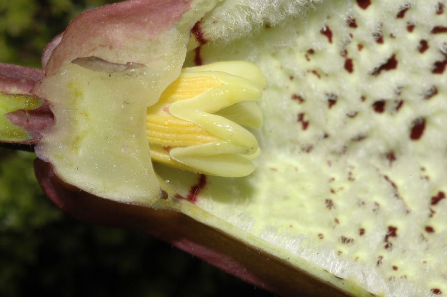 Aristolochiaceae Aristolochia grandiflora