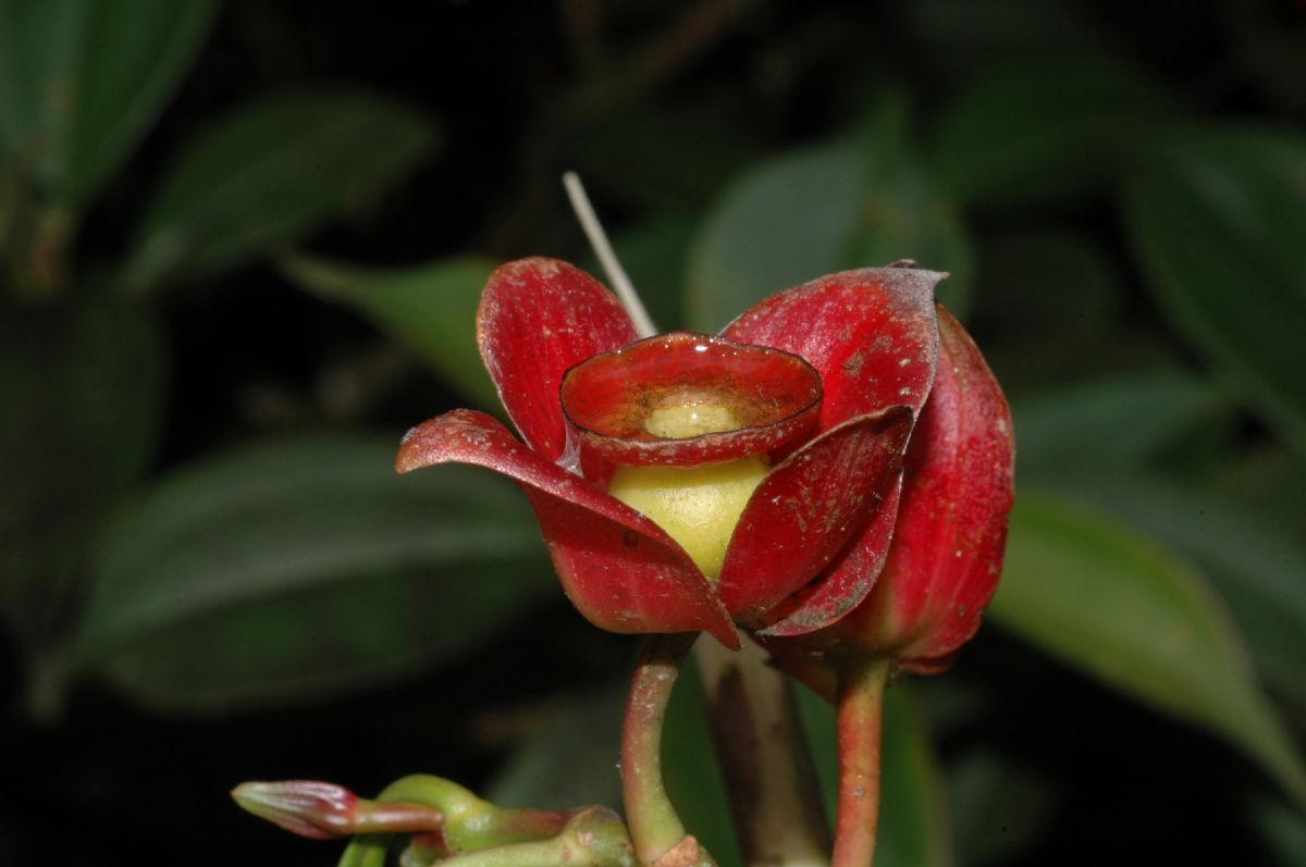 Melastomataceae Blakea gracilis