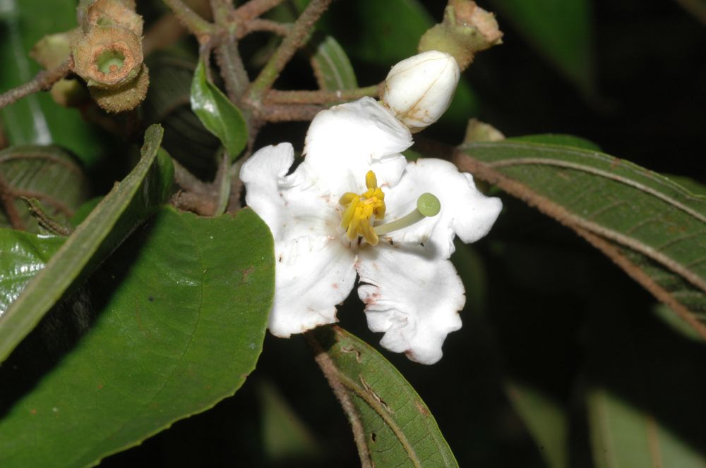 Melastomataceae Miconia schlimii