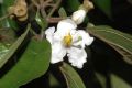 image of Miconia schlimii