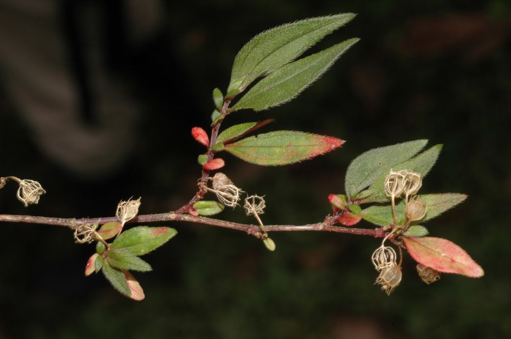 Melastomataceae Centradenia inaequilatera