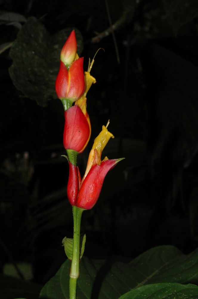 Acanthaceae Sanchezia speciosa