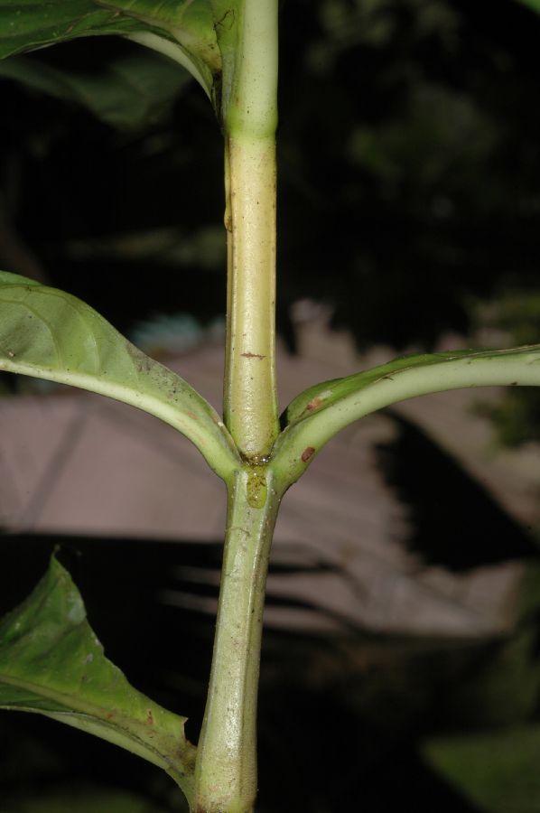 Acanthaceae Sanchezia speciosa