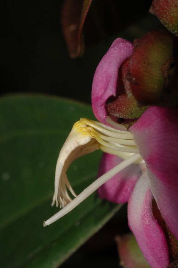 Melastomataceae Topobea multiflora