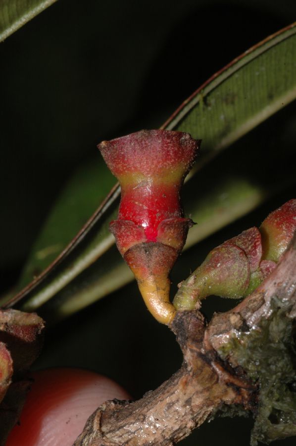 Melastomataceae Topobea multiflora