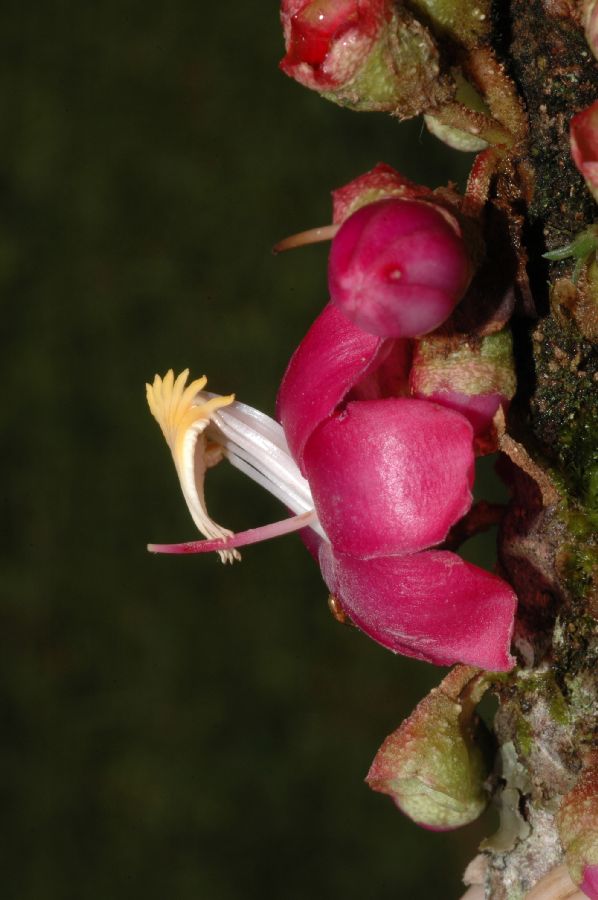Melastomataceae Topobea parasitica