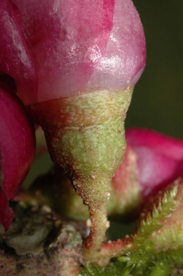 Melastomataceae Topobea parasitica