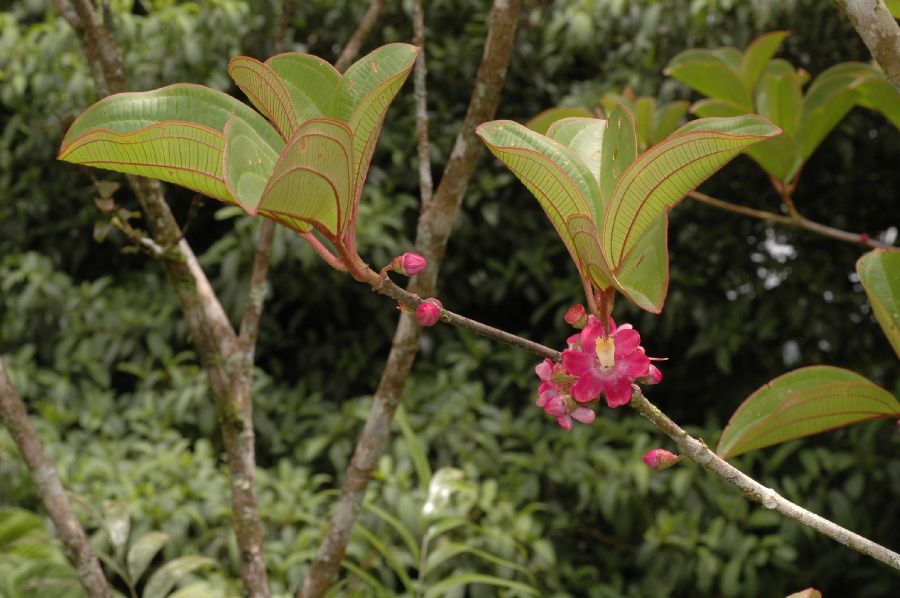Melastomataceae Topobea parasitica