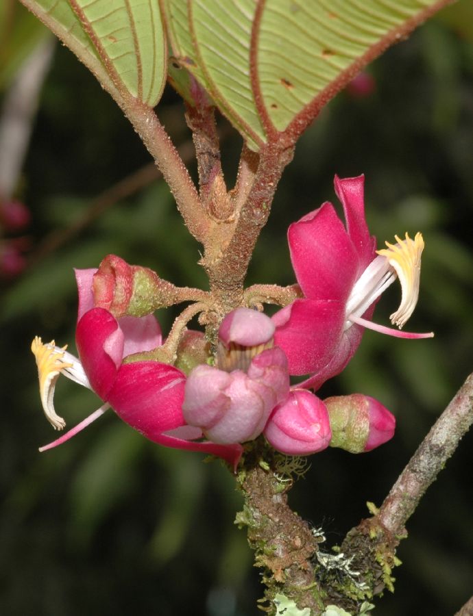 Melastomataceae Topobea parasitica