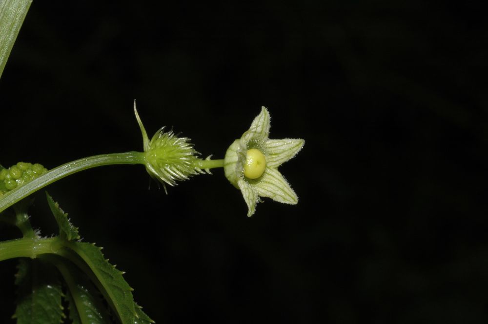 Cucurbitaceae Cyclanthera cf. tenuisepala