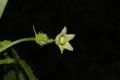 image of Cyclanthera cf. tenuisepala