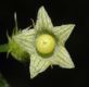 image of Cyclanthera cf. tenuisepala