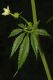 image of Cyclanthera cf. tenuisepala