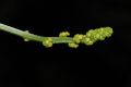 image of Cyclanthera cf. tenuisepala