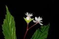 image of Begonia 