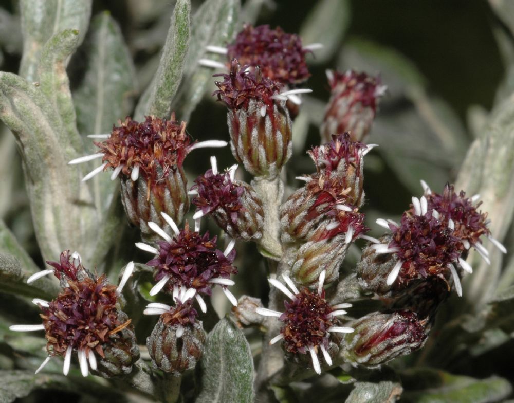 Asteraceae Diplostephium costaricensis
