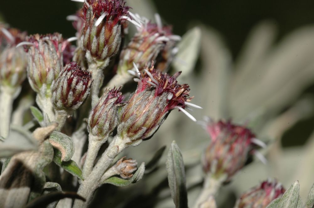Asteraceae Diplostephium costaricensis