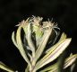 image of Diplostephium floribundum