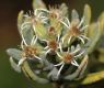 image of Diplostephium floribundum