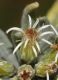 image of Diplostephium floribundum