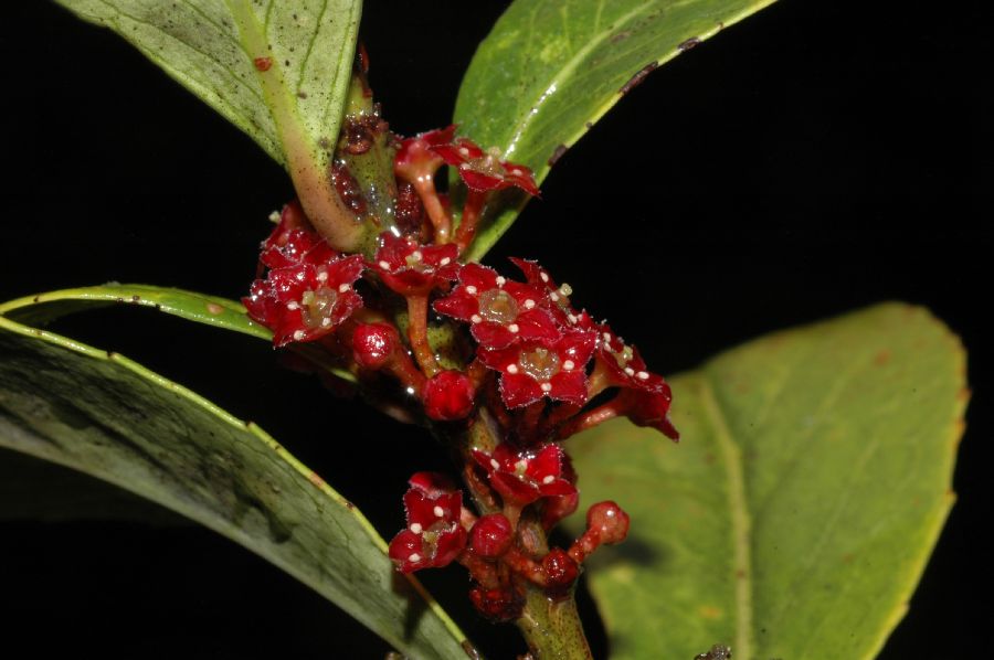 Celastraceae Maytenus woodsonii