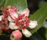 image of Hesperomeles heterophylla