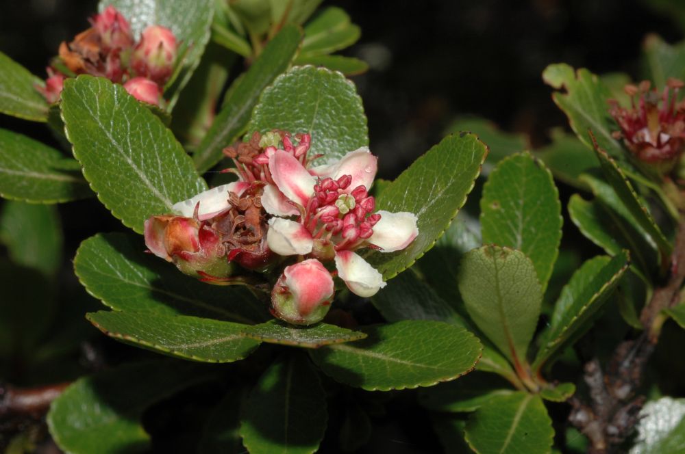 Rosaceae Hesperomeles heterophylla