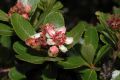 image of Hesperomeles heterophylla