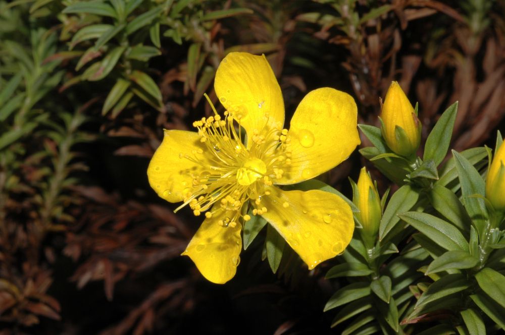 Hypericaceae Hypericum 