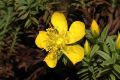 image of Hypericum 