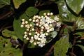 image of Viburnum 
