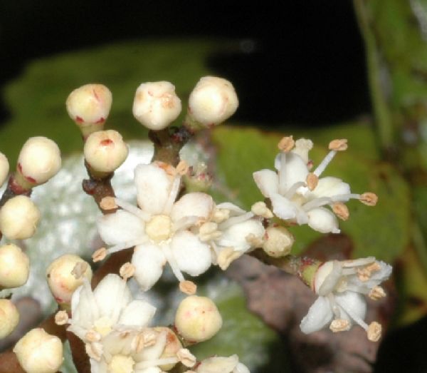 Adoxaceae Viburnum 