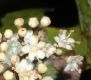 image of Viburnum 